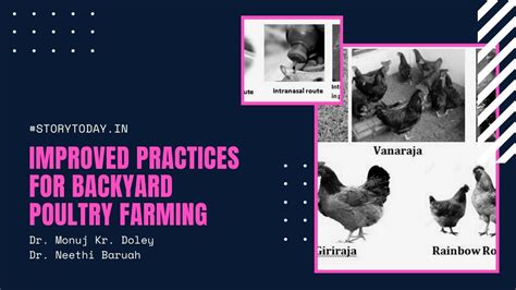 Improved Practices For Backyard Poultry Farming