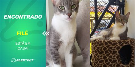 Gato Encontrado São Paulo SP Filé AlertPet