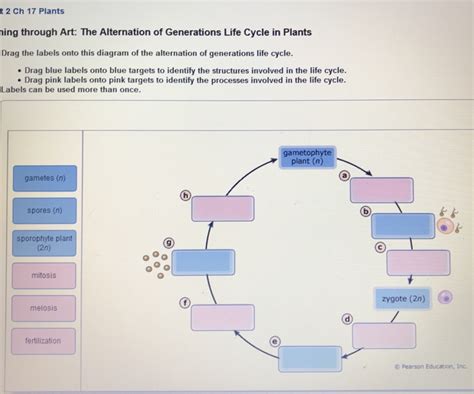 Solved T 2 Ch 17 Plants Ing Through Art The Alternation