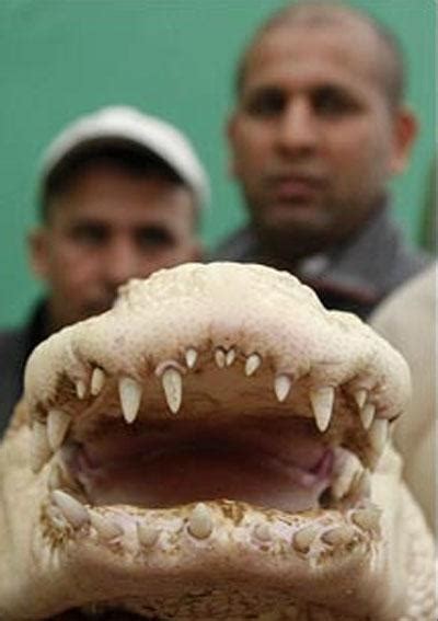 Amaze Pics & Vids: Albino Crocodile - Rare Photos...