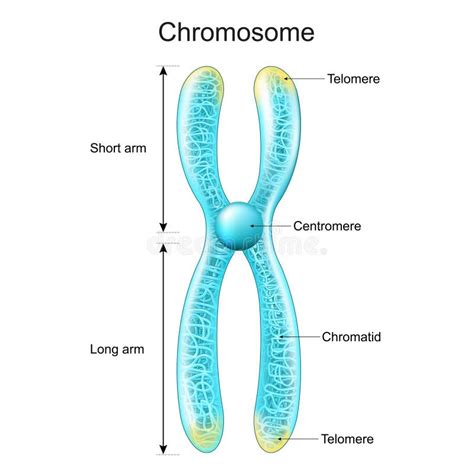 Chromosomenstruktur Chromatie Mittelarme Kurz Und Lang Metaphase