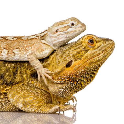 30+ Pogona Henrylawsoni Stock Photos, Pictures & Royalty-Free Images - iStock