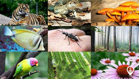 What is biodiversity and why does it matter? - EcoMatcher 