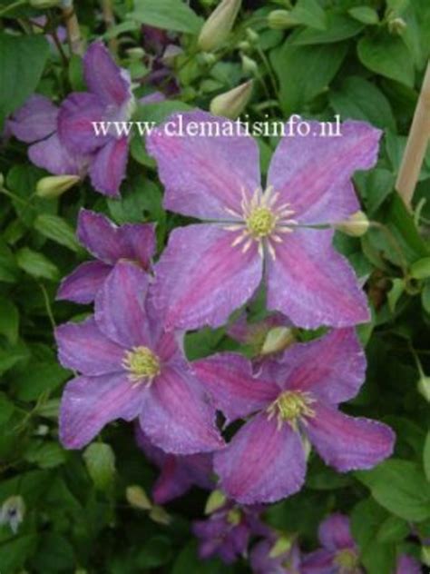 Clematis 'JOLLY GOOD' | Clematis 'JOLLY GOOD' online kaufen