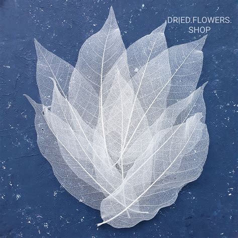 Dried Flowers Shop - Скелетированные листья белые 15-20 см 10 шт.