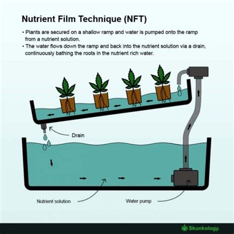 Nft Nutrient Film Technique