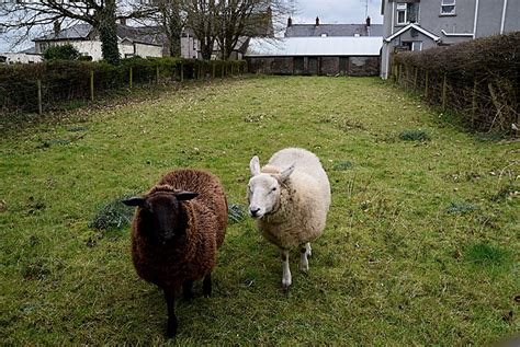 Sheep Beragh Kenneth Allen Geograph Ireland