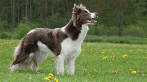 Chó Border Collie giống chó thông minh nhất thế giới Pet House