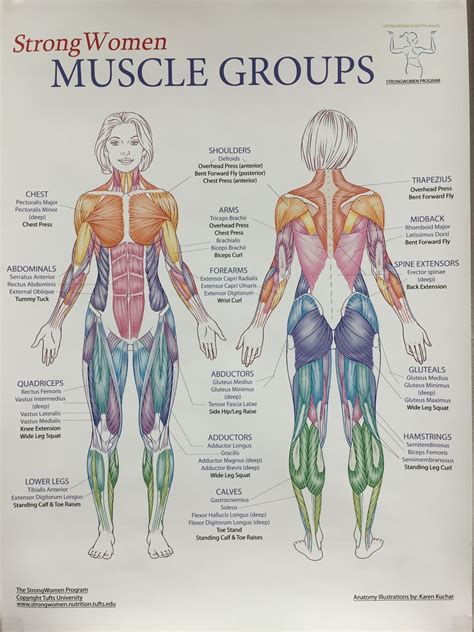Pin by Rad on Massage Ahhhh | Human muscle anatomy, Human body anatomy ... 