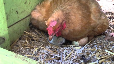 First Hatchling Is A Naked Neck Beauty Note The Pipped Mystery Egg To