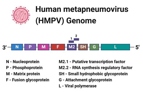 Human Metapneumovirus And Hmpv Infection Explained