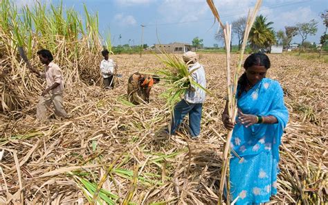 Sugar Mills In India Near The End Lost By Government Support Ethanol