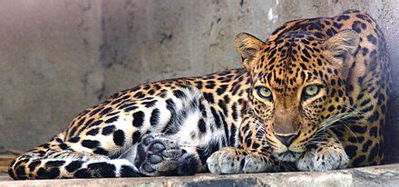 Leopard - Wikipedia