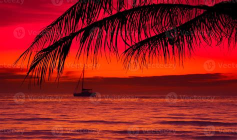 Silhouette of palm tree on the beach during sunset of beautiful a ...