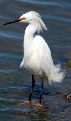 64 Best Birds Seen In Northern California Images In 2015 Birds