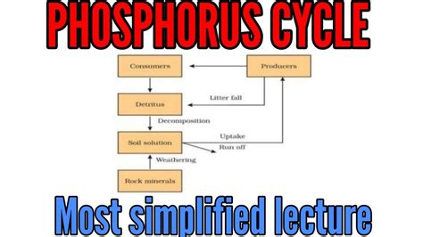 Phosphorus Cycle Explained Simple