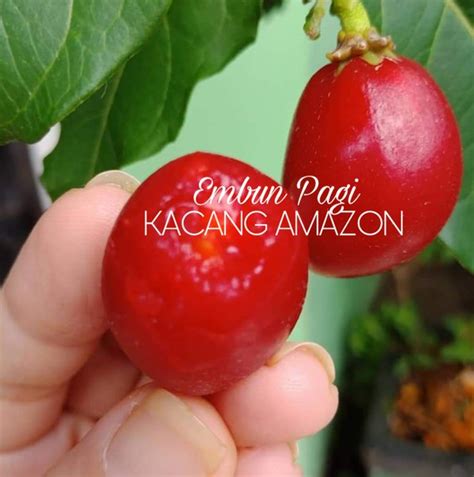 Jual Bibit Pohon Kacang Amazon Atau Kacang Arab Di Lapak Embun Pagi