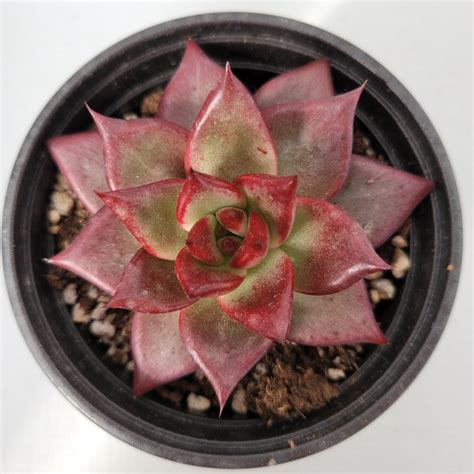 Echeveria Jessie 77 DK Succulents Korea Rare Korean Succulents