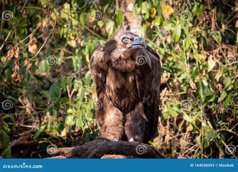 Cinereous Vulture Stock Image Image Of Beak Nature 164038493