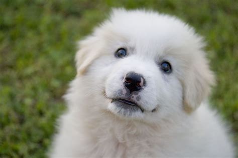 Maremma Sheepdog - A Breed That Spans The Ages - Animal Corner