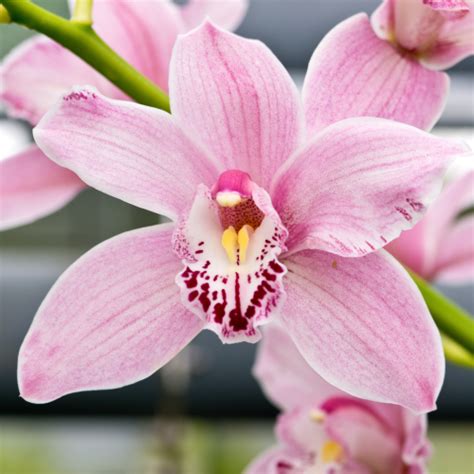 Orchid Magic: A Guide to Cultivating Exquisite Blooms - National Garden ...