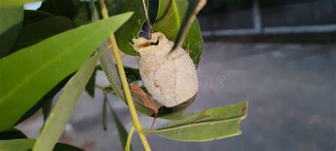 Polyphemus Moth (Antheraea Polyphemus) Cocoon on Carolina Willow (Salix ...