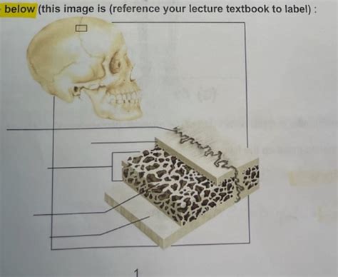 flat bone Diagram | Quizlet