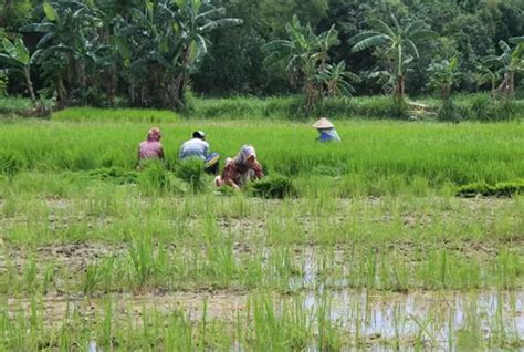 Petani Sulit Dapat Pupuk Urea Dan SP 36 Radar Madura