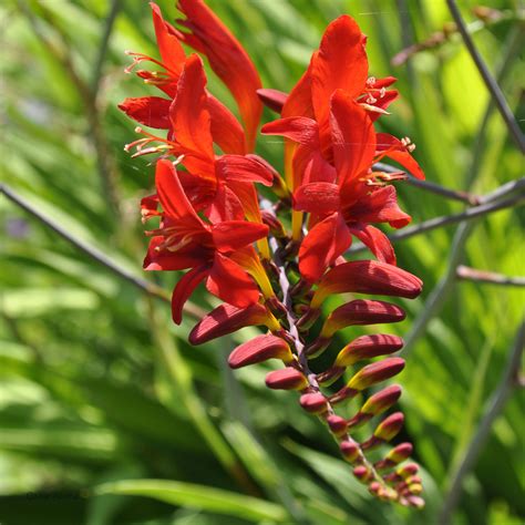 buy Crocosmia Lucifer | nursery plants for home delivery - Claire Austin