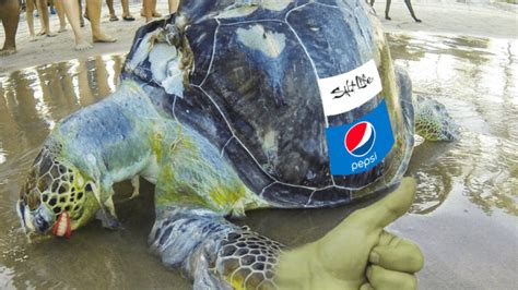 Groundbreaking study shows that sea turtles love wearing those plastic ...