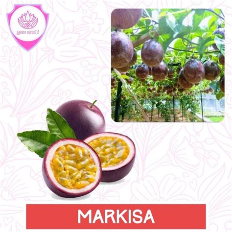 Jual Markisa Merah Isi Benih Biji Bibit Buah Shopee Indonesia