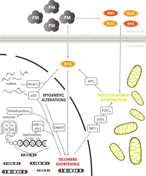 An Extended View Of The Air Pollution Induced Telomere Mitochondrial