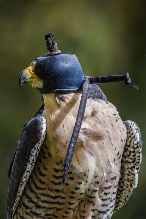 Bird Animal Valk - Free photo on Pixabay - Pixabay