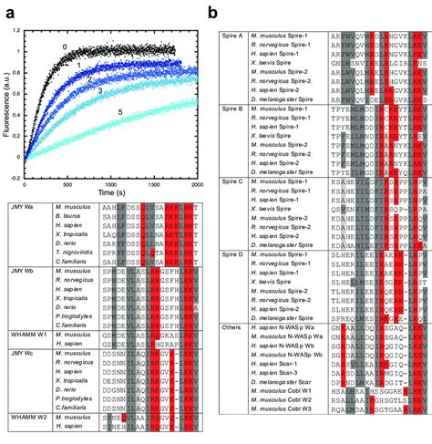 Figure S2 Wa Wb and Wc are bona fide WH2 domains a 10 µM actin was