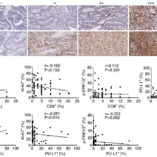 Imaging Of Cd Tils And Pd L In Crc Tissues And Assessment Of Their