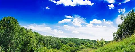 blue sky forest images    freepik
