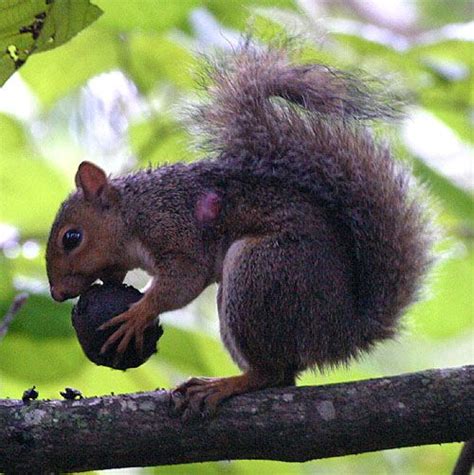 Tree Squirrel Bot Fly Cuterebra Emasculator