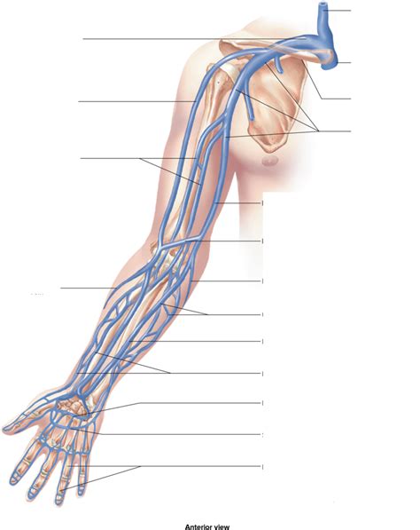 Veins Of The Upper Limb Diagram Quizlet