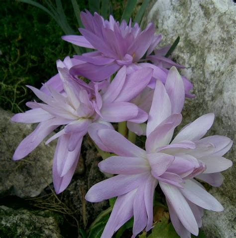 Есенен минзухар | Сортови Семена и растителна защита ЕООД