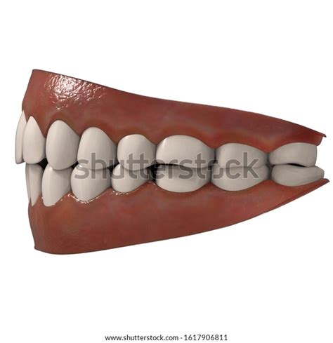 3d Illustration Human Jaws Teeth Gums 스톡 일러스트 1617906811 Shutterstock