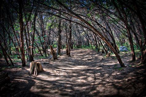 Banco De Imagens Panorama árvore Natureza Região Selvagem Ramo