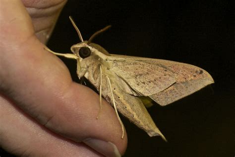 Pale Brown Hawk Moth Butterflies And Moths Of Yourka Reserve