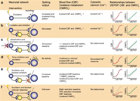 Neurophysiological Basis Of Activity Dependent Increases In Cbf And