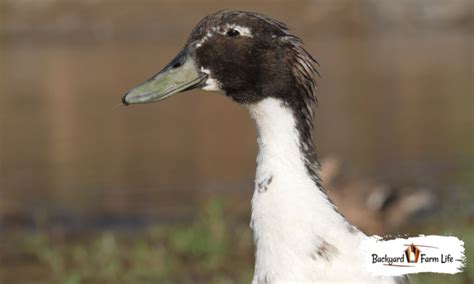 Caqui Campbell Pekin Cross Patos Si Es Posible Criar Gallinas En Casa