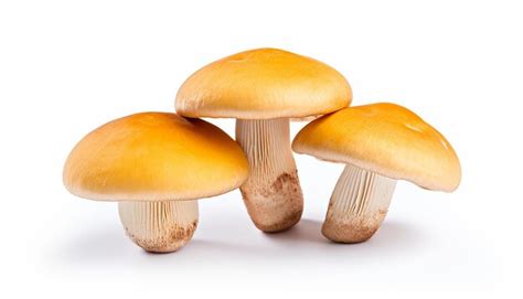 Premium Ai Image Isolated Mushrooms On White Background