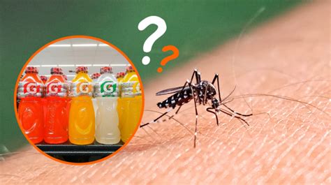 Quem está dengue pode tomar Gatorade Saiba o que não comer quando