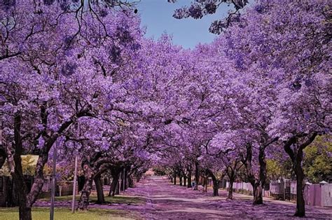 10 Beneficios Y Propiedades Medicinales De Las Jacarandas Para La Salud