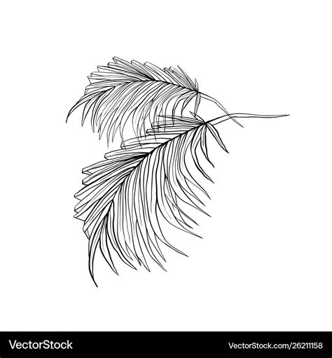 Palm leaves hand drawn ink Royalty Free Vector Image