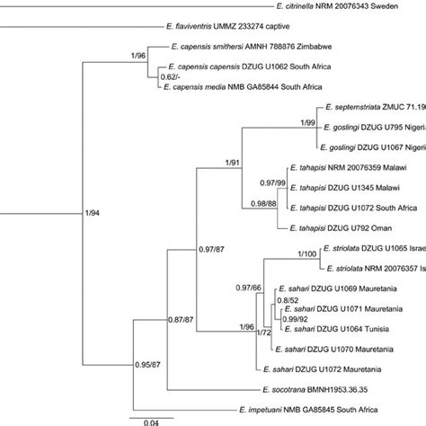 50 Majority Rule Consensus Tree Of The Bayesian Inference With Mrbayes