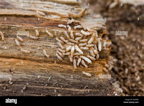 Subterranean Termite Reticulitermes Flavipes Infestation Usa Stock